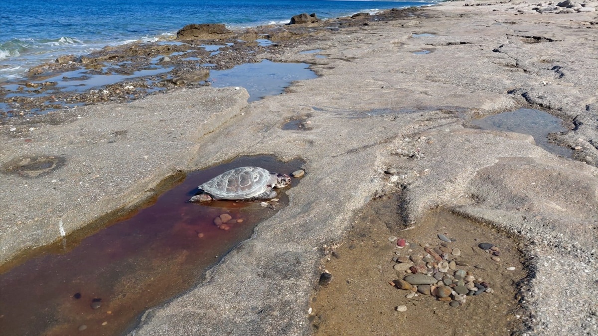 Alanya\'da 2 Ölü Caretta Caretta Bulundu