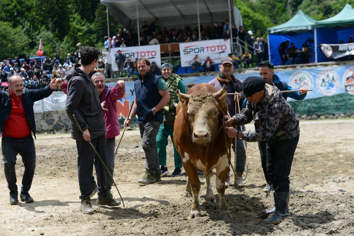 30. Ayder Festivali\'nde Boğa Güreşleri Coşkusu