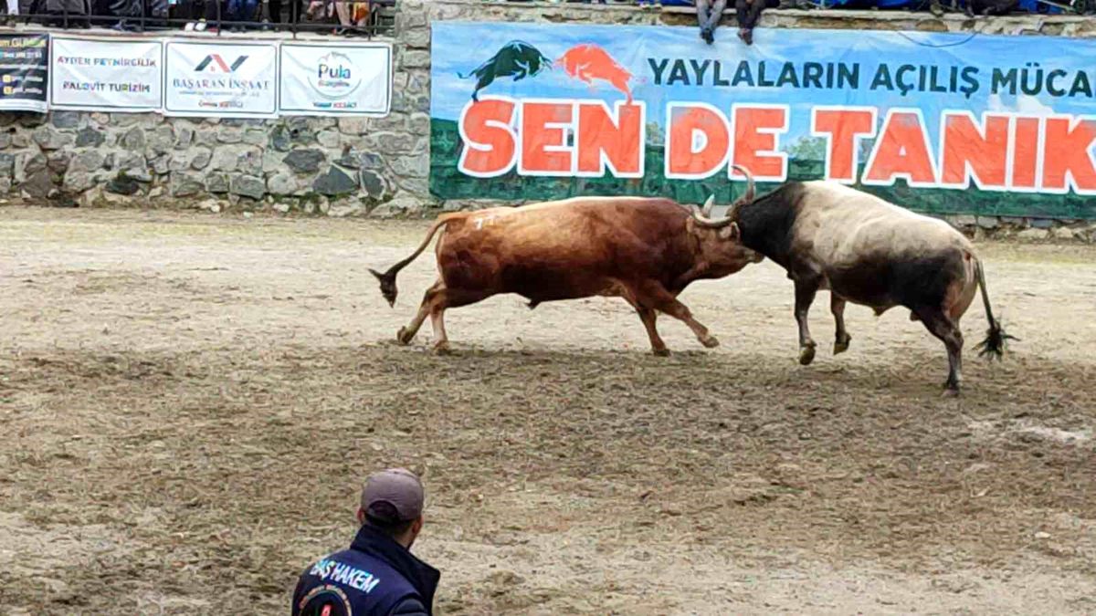 Ayder Şenliği\'nde Heyecan Dolu Boğa Güreşleri