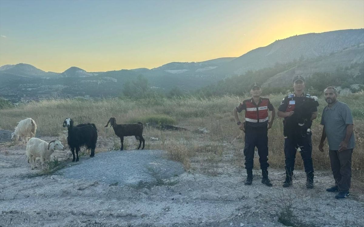 Kaybolan Hayvanlar Dronla Bulundu