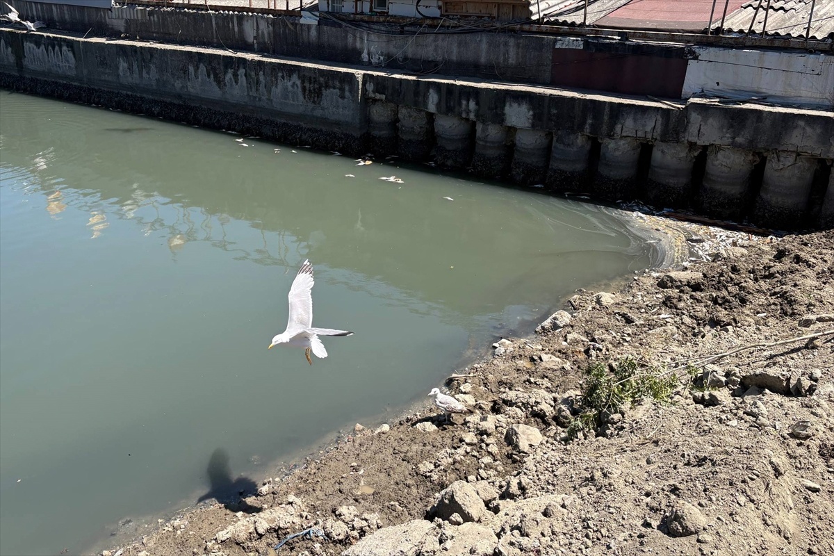 Zeytinburnu\'nda Balık Ölümleri Kötü Kokuya Neden Oluyor