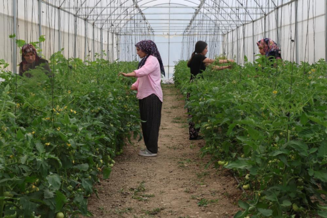 Devlet desteğiyle başladılar, yılda 600 bin lira kazanıyorlar