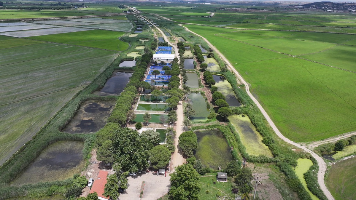 Edirne\'de 40 Milyon Yavru Sazan Üretildi