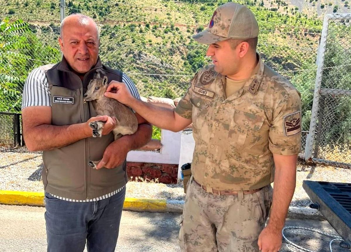 Yaralı Dağ Keçisi Kurtarıldı