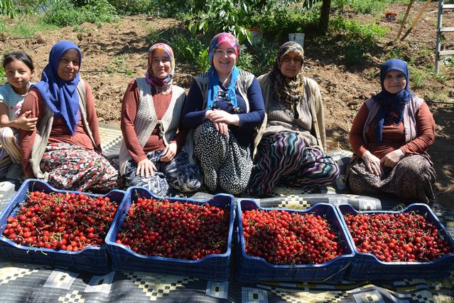 Demirci Kirazı Hasadı Başladı