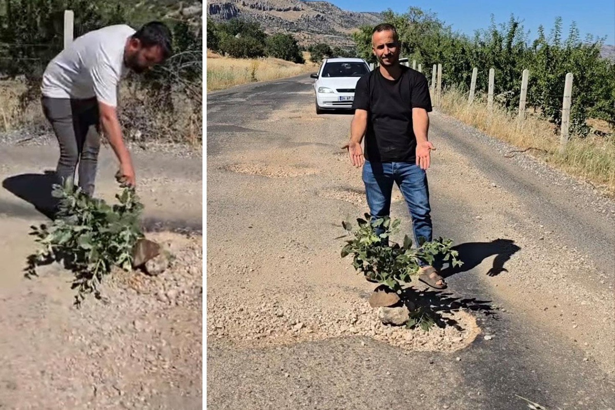 Çukurlar halkı canından bezdirdi! Seslerini duyurmak için yol ortasına ağaç diktiler