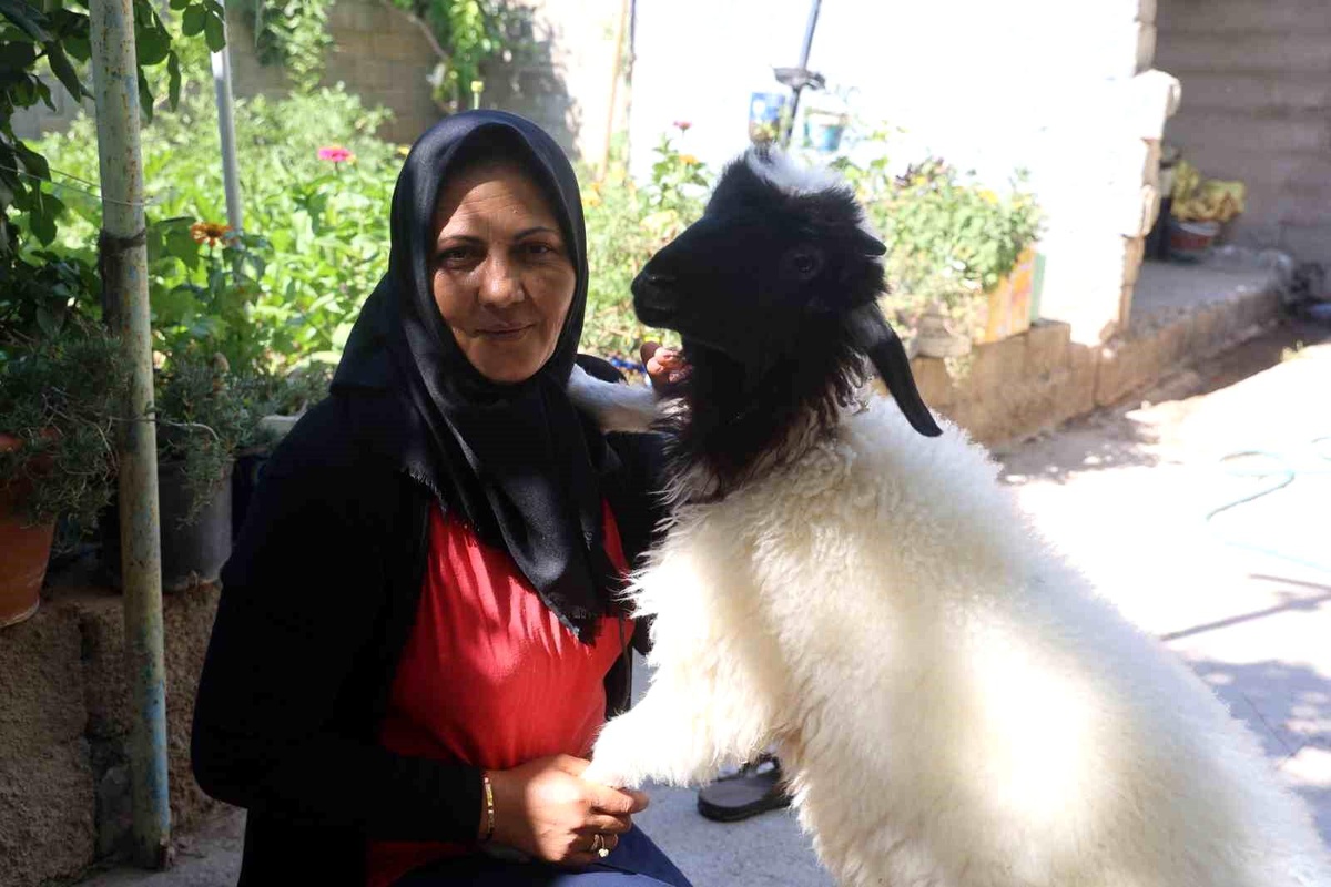 Kızını Kaybeden Anne, Teselliyi Kuzuda Buldu