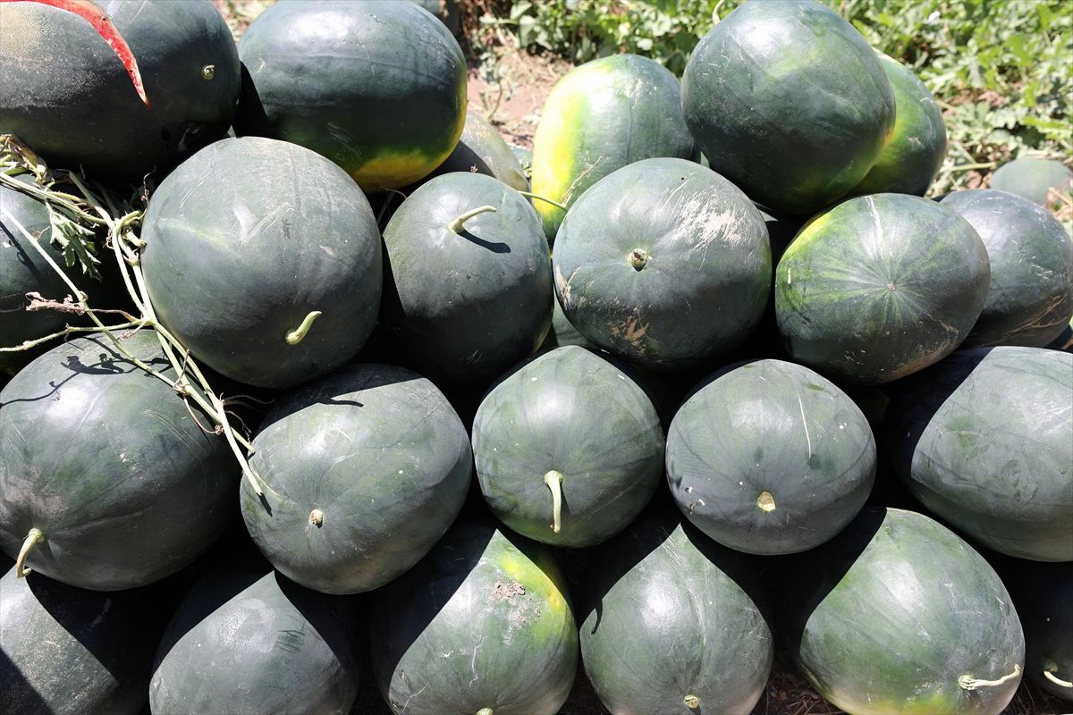 Iğdır\'da Karpuz Hasadı Başladı