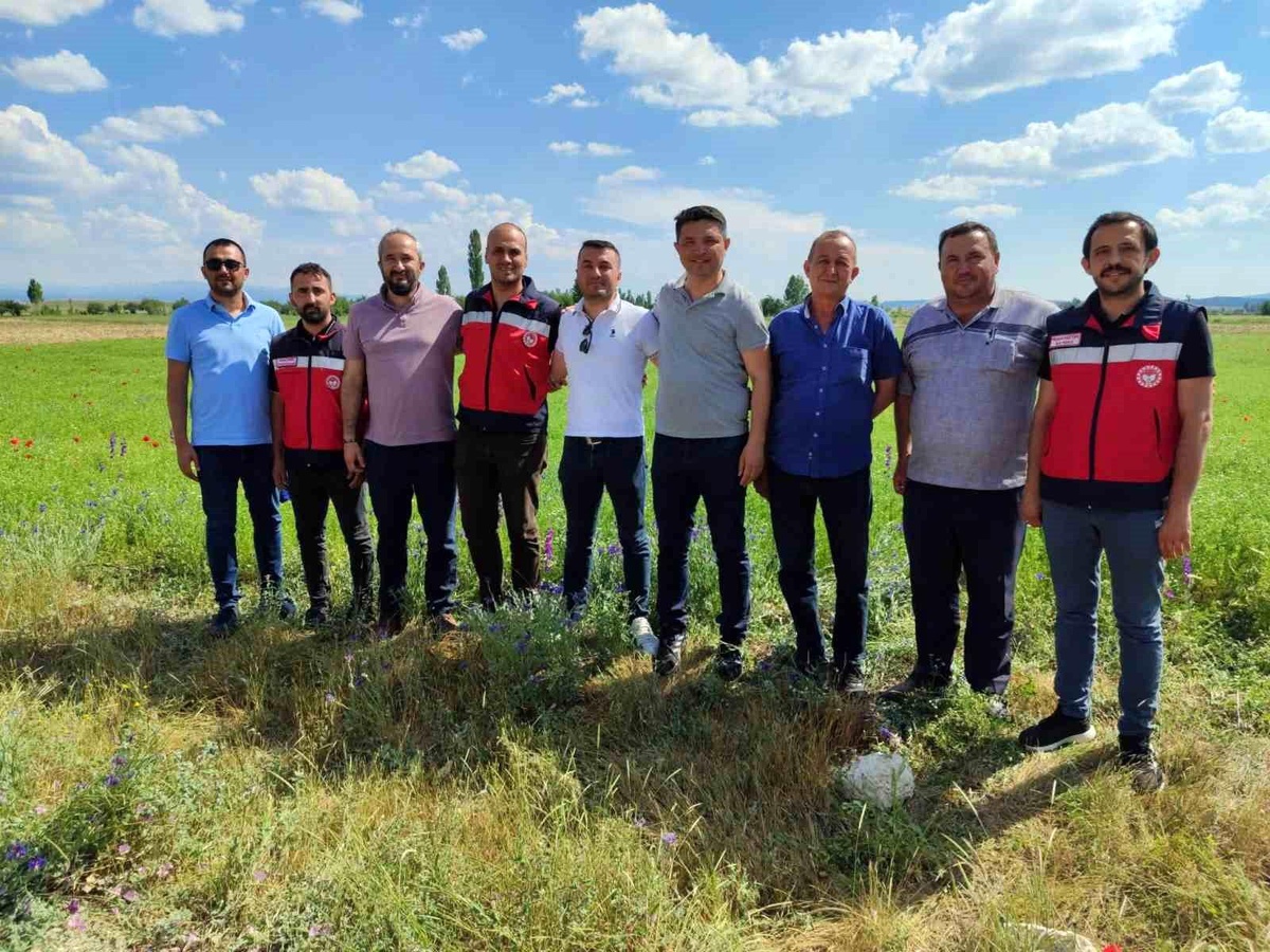 Kütahya\'da Çörek Otu Yetiştiriciliği Projesi