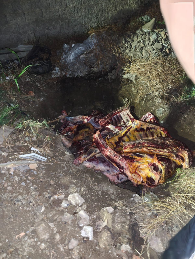 Sakarya'da ele geçirilen 1,8 ton kaçak et imha edildi