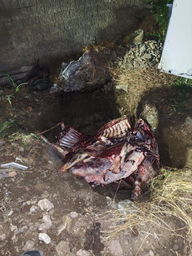 Sakarya'da ele geçirilen 1,8 ton kaçak et imha edildi