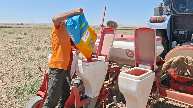 Silopi'de ikinci ürün mısır mesaisi başladı