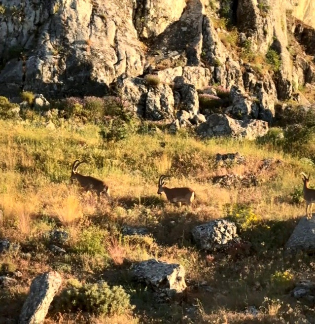 Harput’ta Dağ Keçileri Görüntülendi