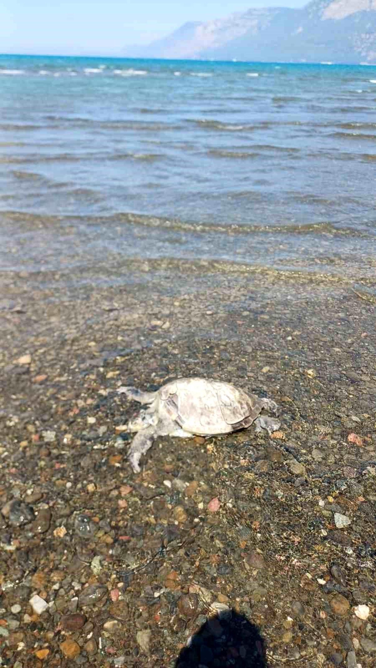 Gökçe Mahallesi\'nde Telef Olmuş Caretta Caretta Bulundu