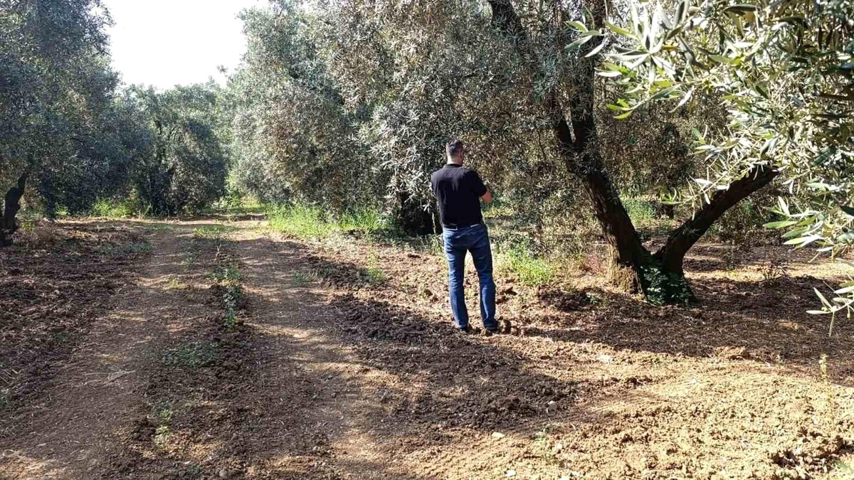 Balıkesir\'de Zeytin Sineğiyle Mücadele