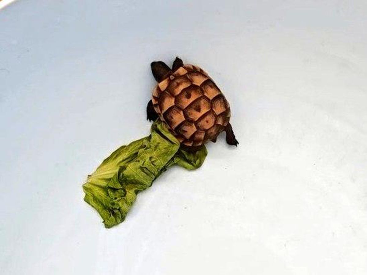 Bartın\'da Kaplumbağa Şaşkınlığı