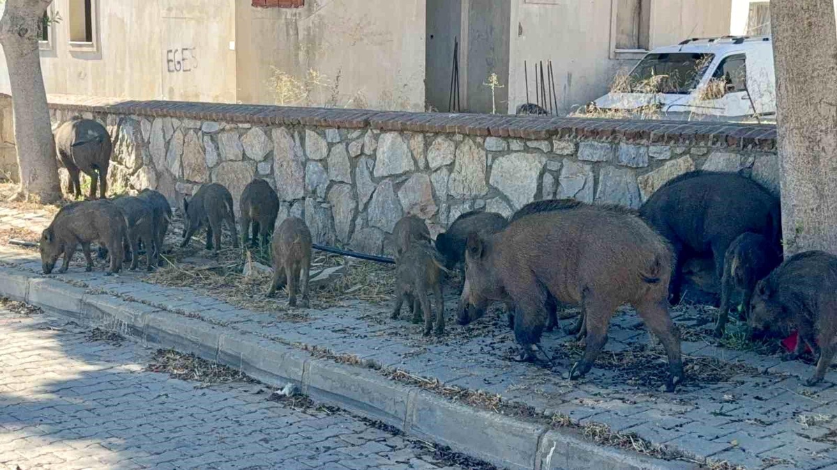 Bodrum\'da Domuz Sürüsü Şaşkınlık Yarattı