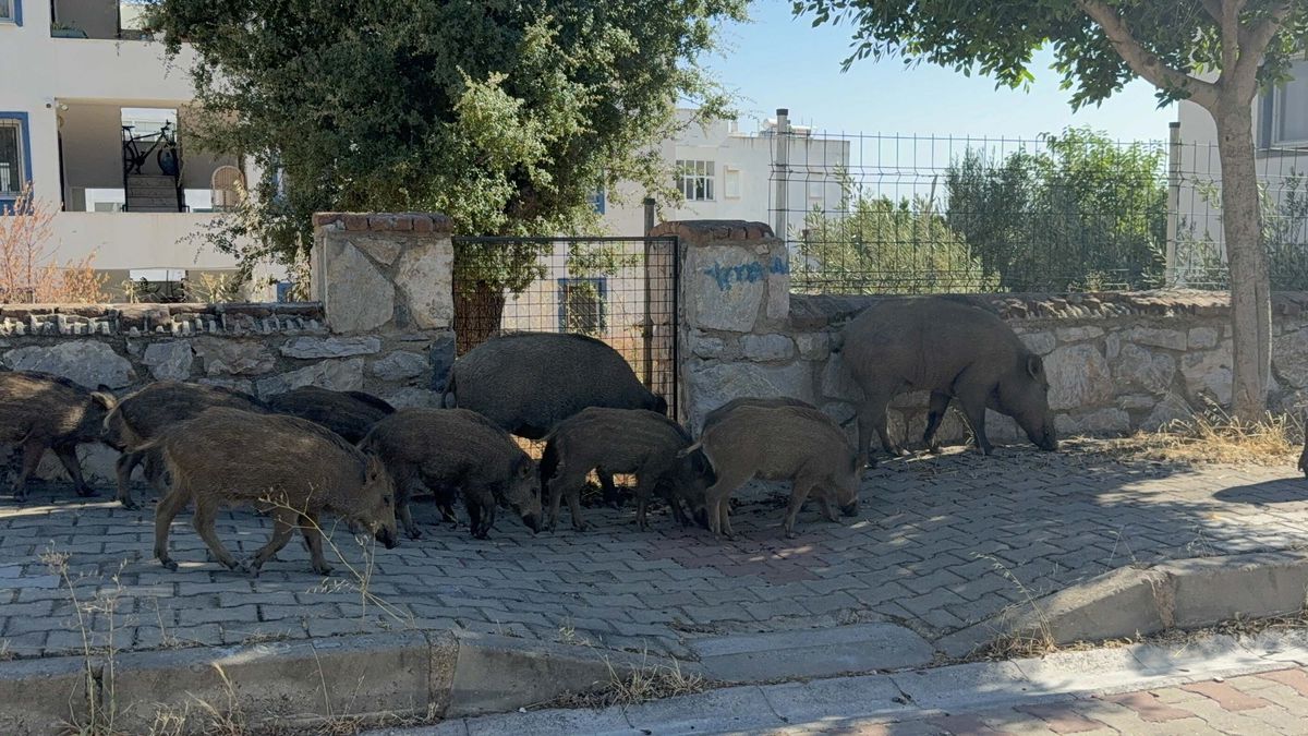Bodrum\'da Sürü Halinde 20 Domuz Görüntülendi