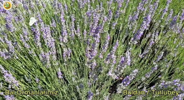 Yangın Sonrası Bal Ormanı Projesi