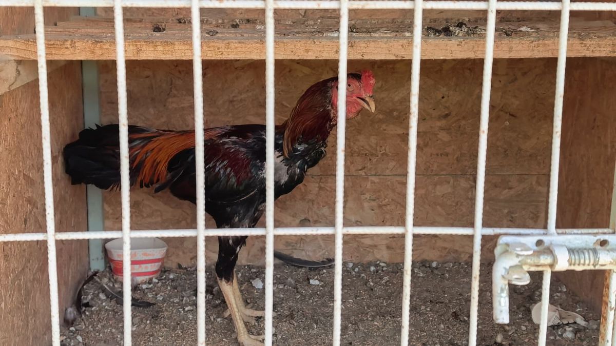 Horoz Dövüşü Operasyonu: 50 Kişiye Cezalar Kesildi