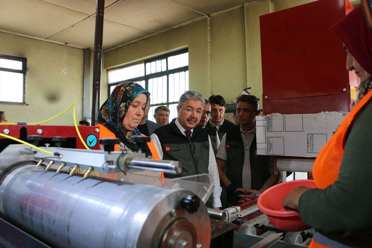 Karaçam Fidanları Bursa\'ya Gönderiliyor