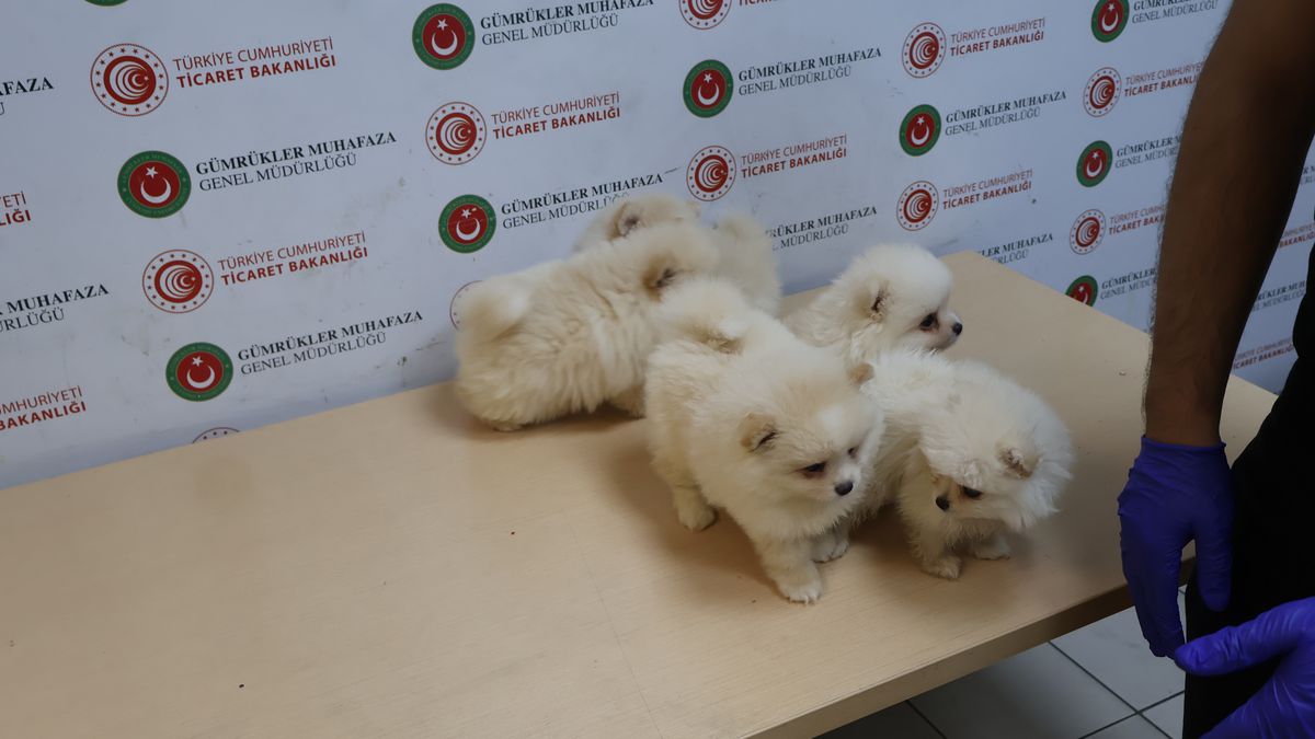 Kapıkule\'de 6 Pomeranian Köpek Yavrusu Ele Geçirildi
