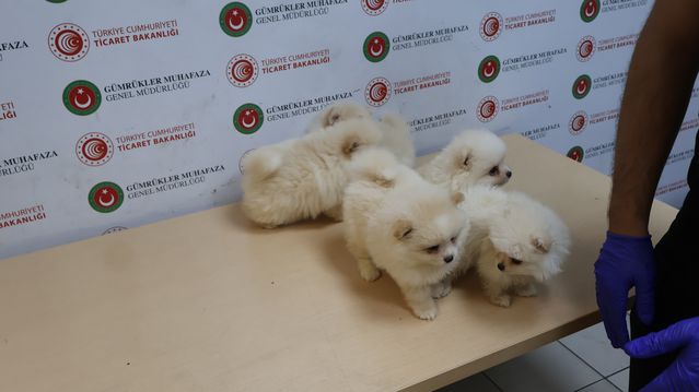 Kapıkule’de 6 Pomeranian Köpek Yavrusu Ele Geçirildi