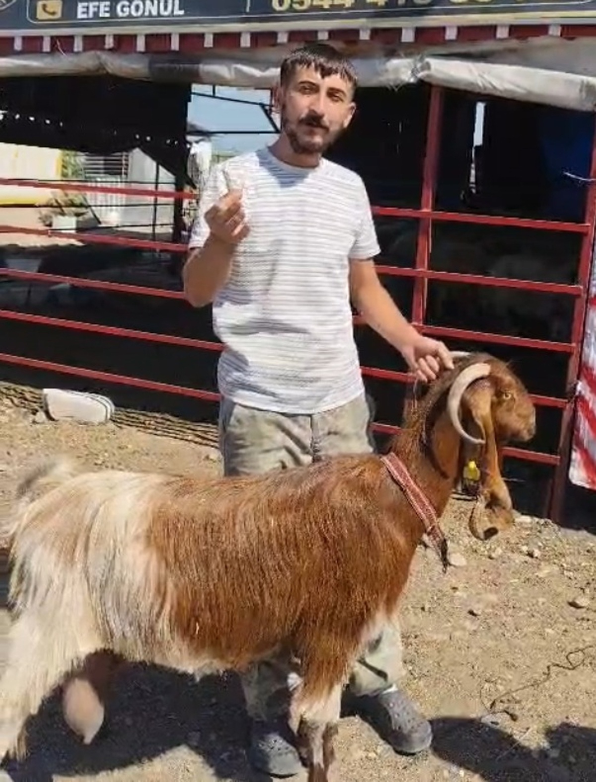 Osmaniye\'de Şaşırtan Keçi Boynuzu