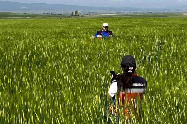 Sertifikalı Tohumluk Üretim Kontrolleri Tamamlandı