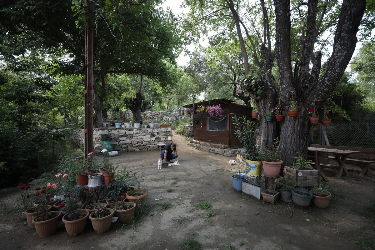Hayvanlar için huzur adası