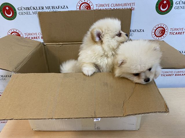 Kapıkule’de Kaçak Pomeranian Yavruları Yakalandı