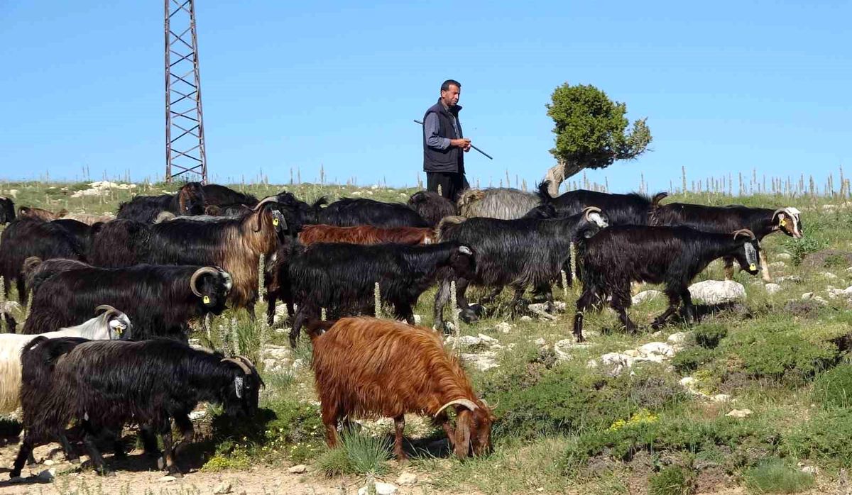Mersin\'de Yörüklerin Bahar Sevinci