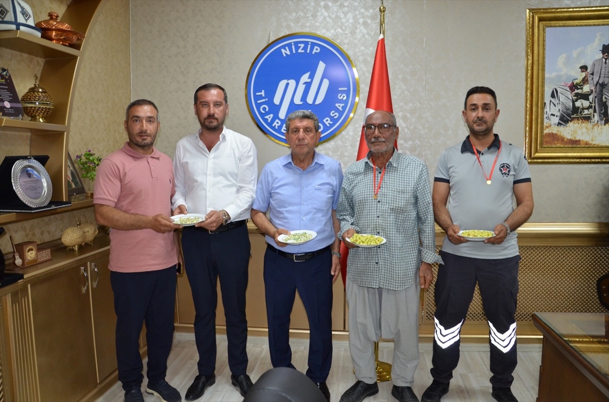 İlk Boz Fıstık Hasadı Nizip\'te