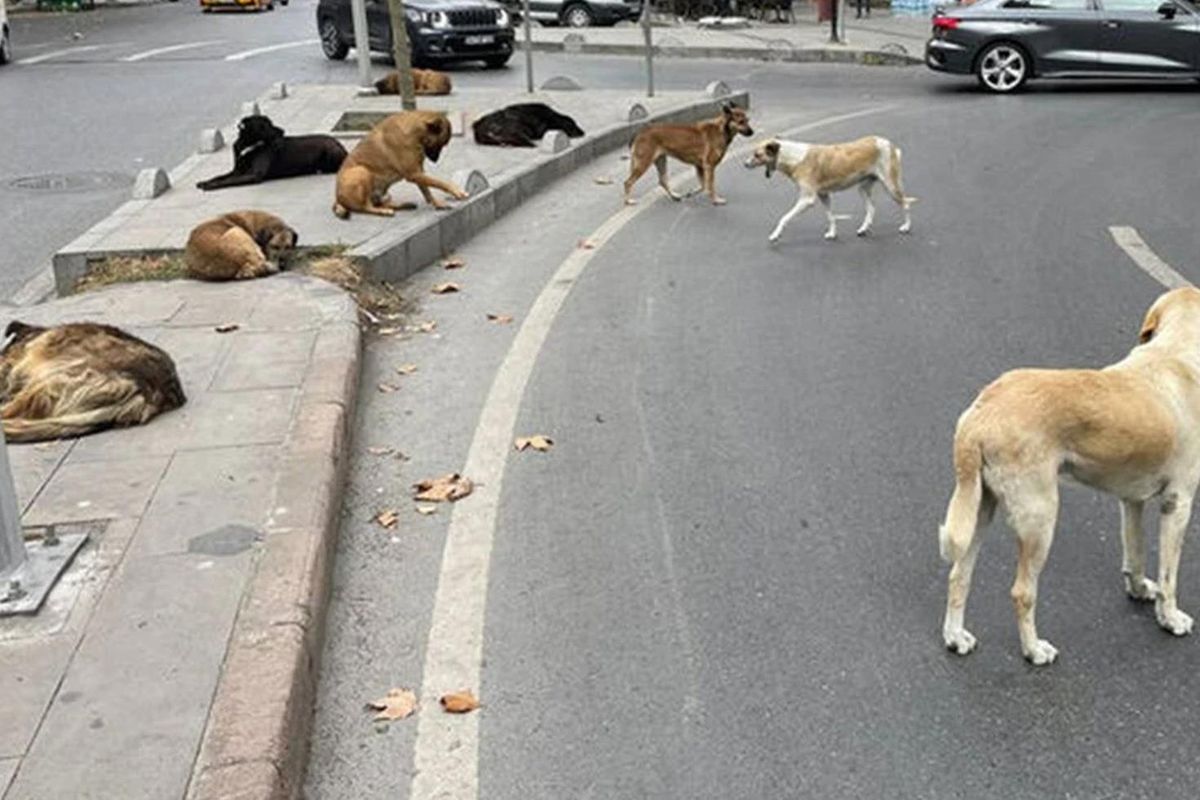 Ankara\'da 52 bin sahipsiz hayvan toplandı