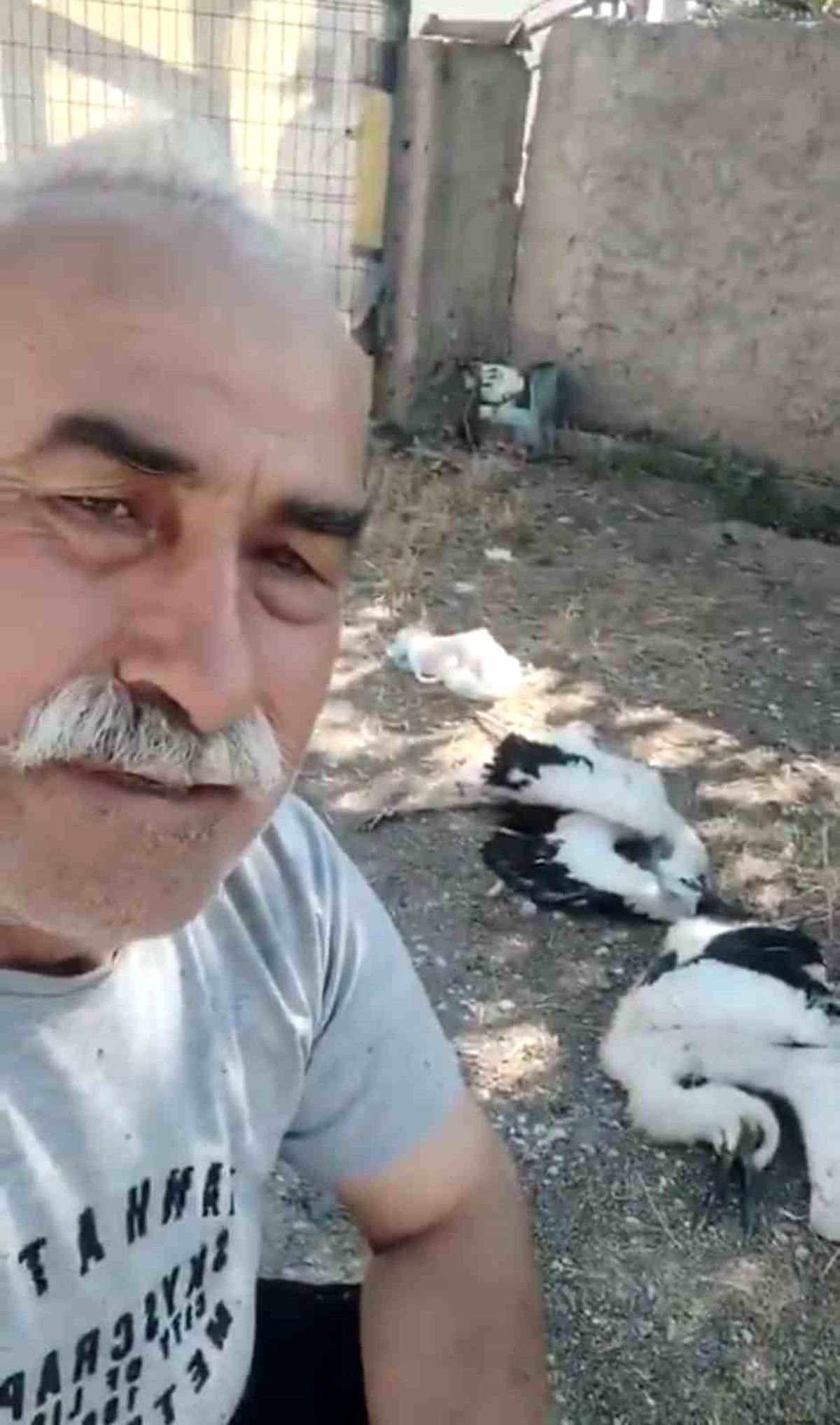Çankırı\'da Leylekler Öldü
