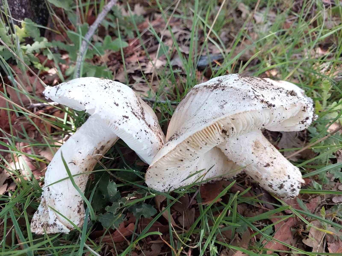 Yozgat\'ta Çayır Mantarları Sezonu