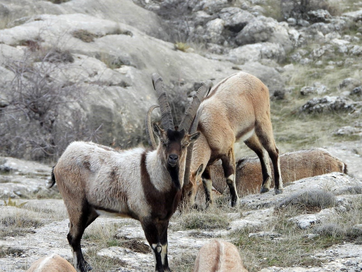 Erzurum\'da Yaban Keçisi Av İhalesi Yapılacak