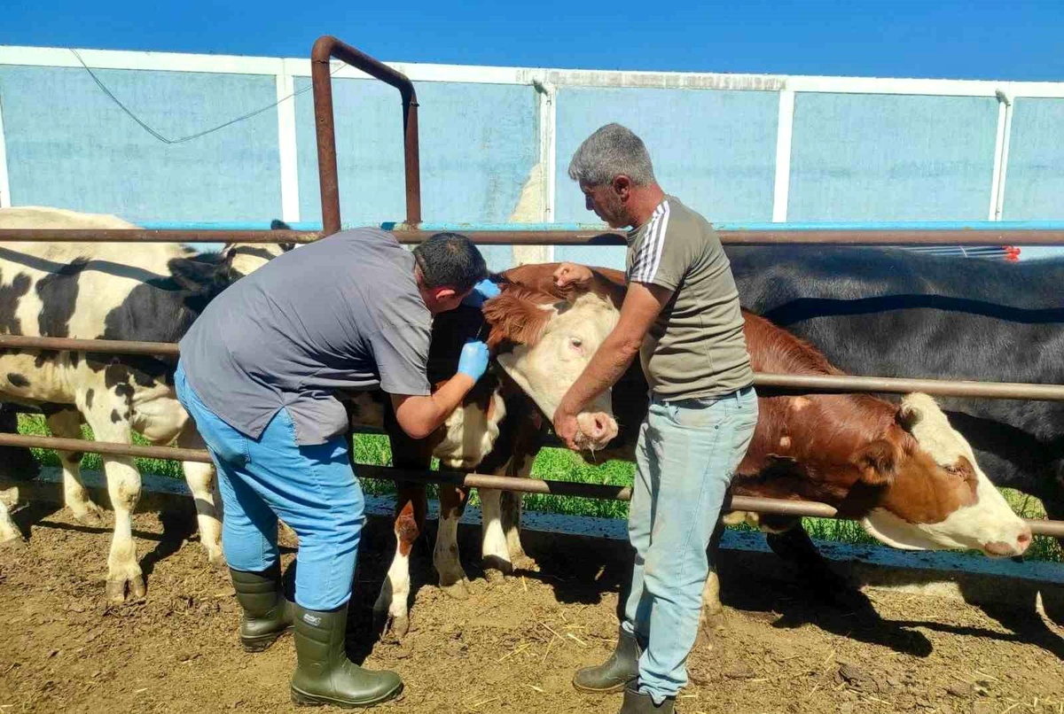 Afyonkarahisar\'da Hayvan Hastalıklarıyla Mücadele