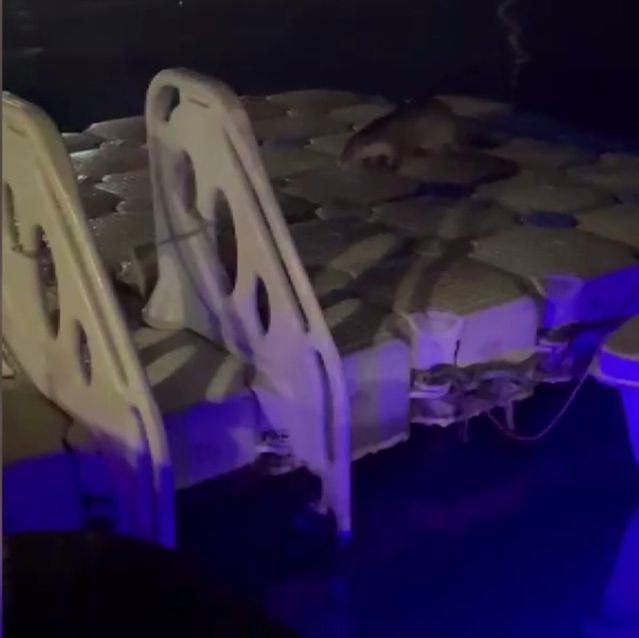 Ereğli’de Su Samurları Balık Yedi