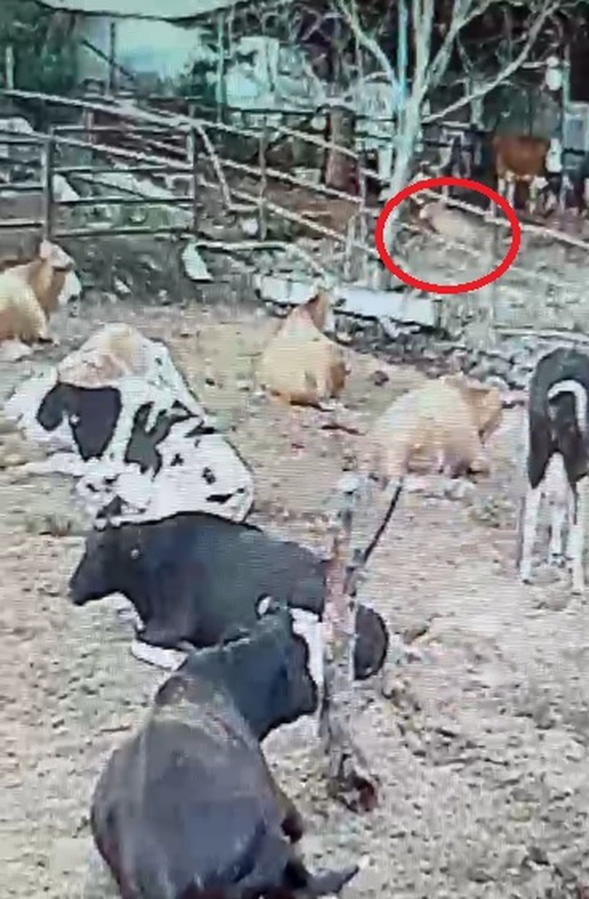 Kaman\'da Kurtlar Mandıraya Girdi