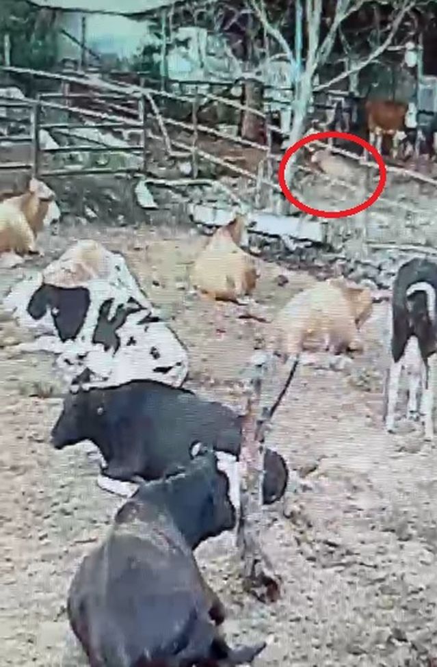 Kaman’da Kurtlar Mandıraya Girdi