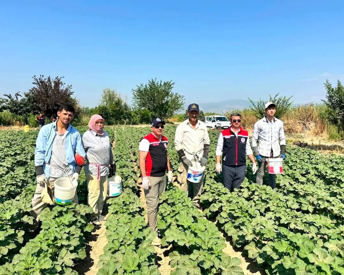 Koçarlı\'da Bamya Hasadı Başladı