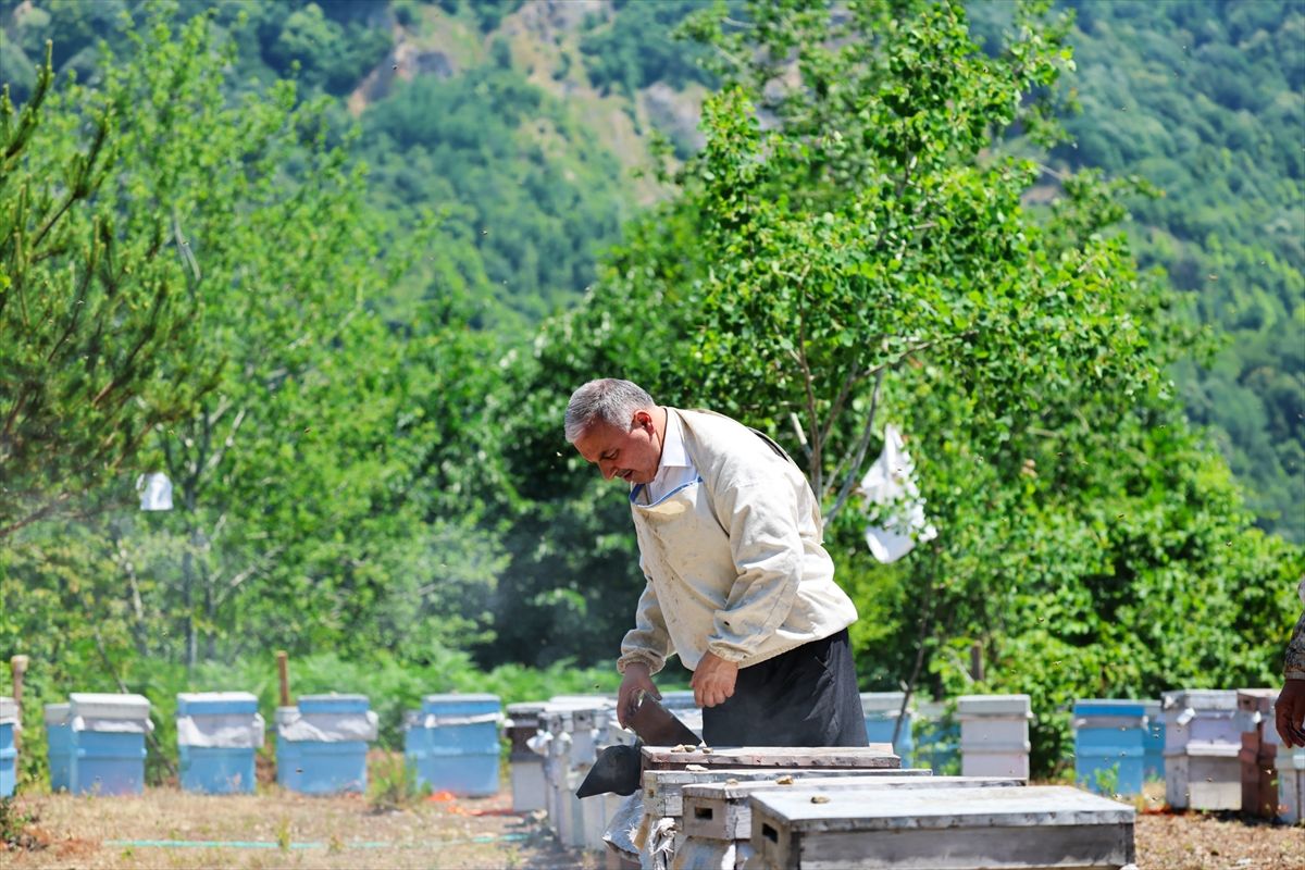Sakarya\'da Bal Sezonu Başlıyor