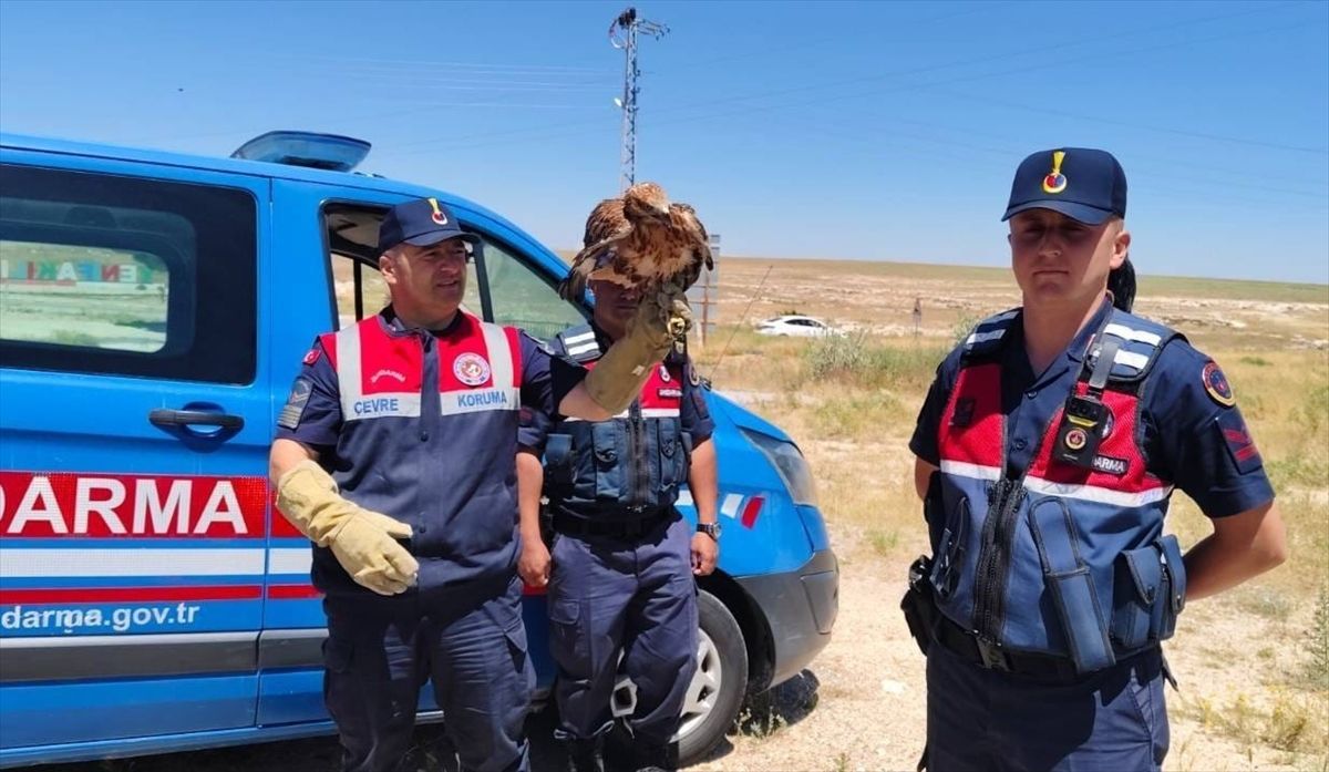 Yozgat\'ta Yaralı Şahin Tedavi Altında