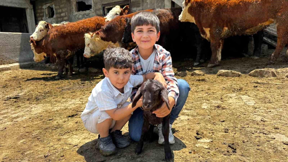 Ağrı\'da Damızlık Düve Teslimatı