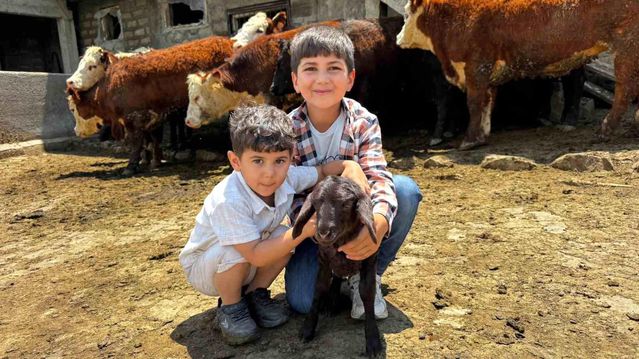 Ağrı’da Damızlık Düve Teslimatı