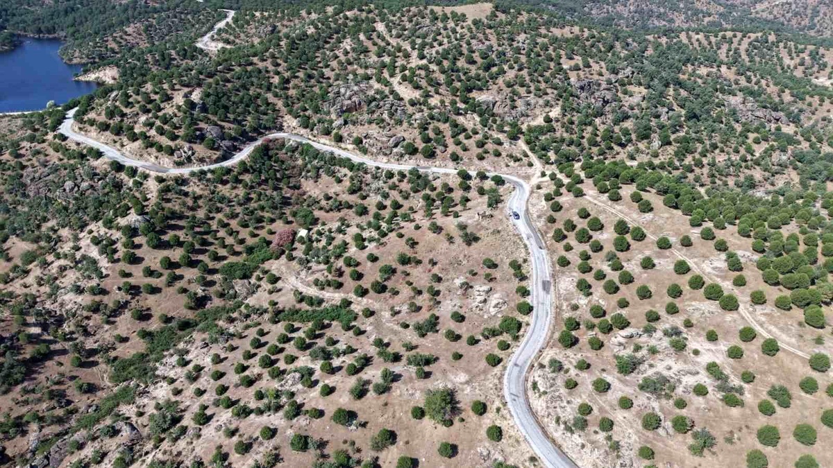 Fıstıkçamı Ormanı Büyüyor