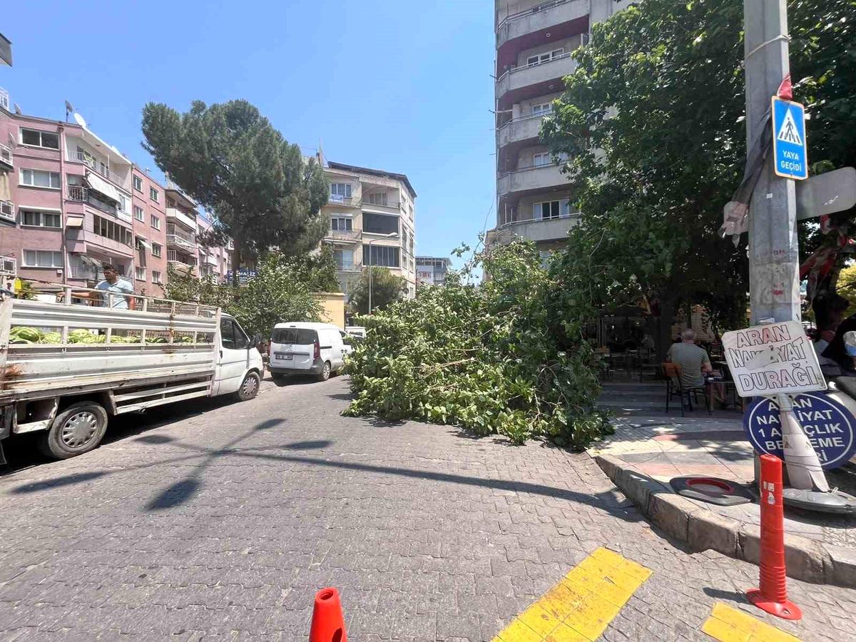 Devrilen ağaç iki araca zarar verdi