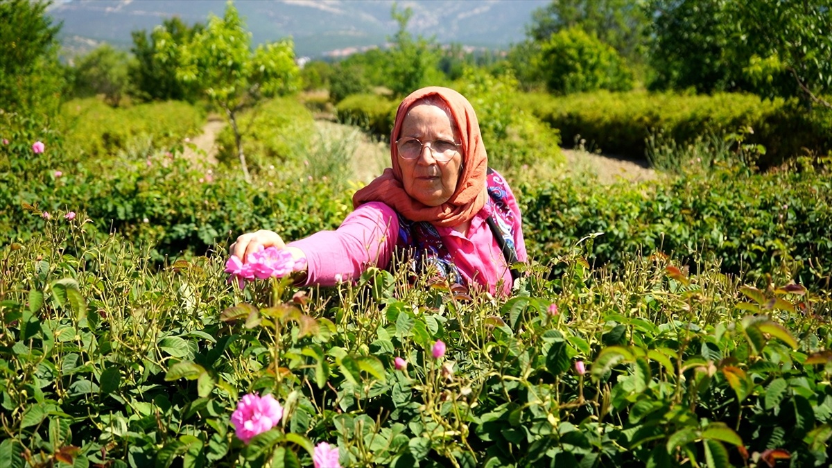 Isparta\'da Gül Şerbeti Geleneği