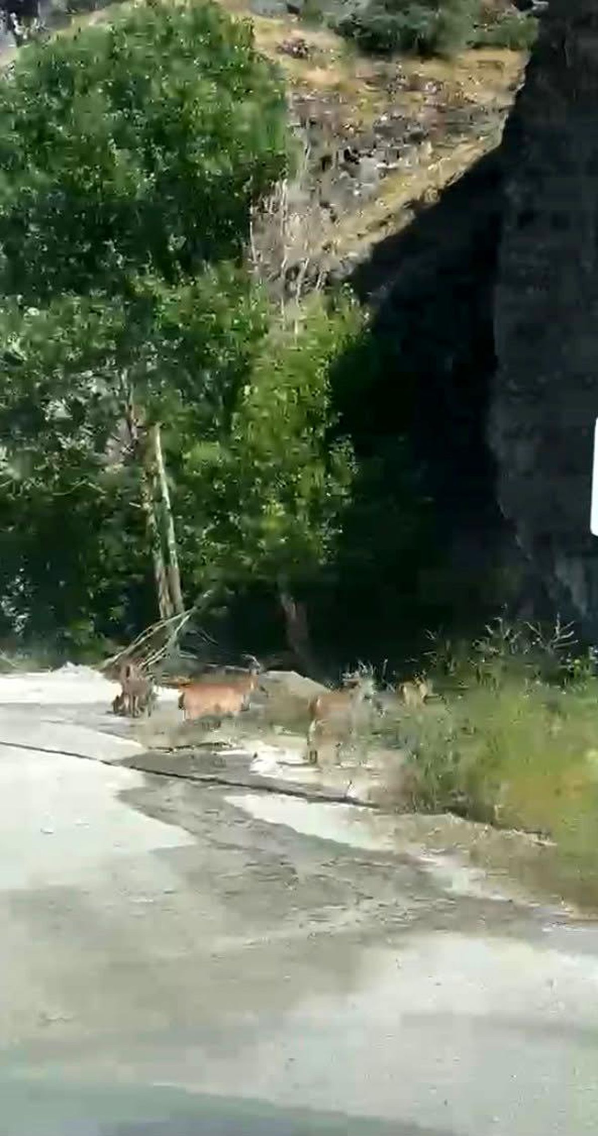 Yaban Keçileri Karayolunda Görüntülendi
